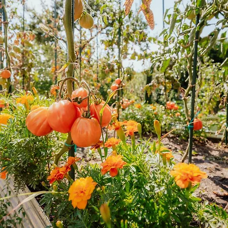 Tatil Evi Harmonia *